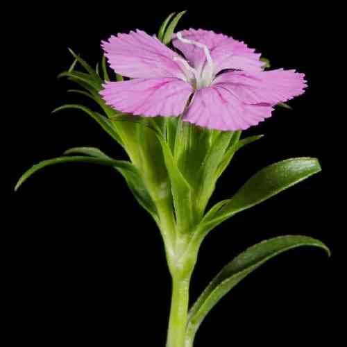 رضا دل شکسته 4